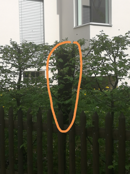 Bienenschwarm Dufourstrasse