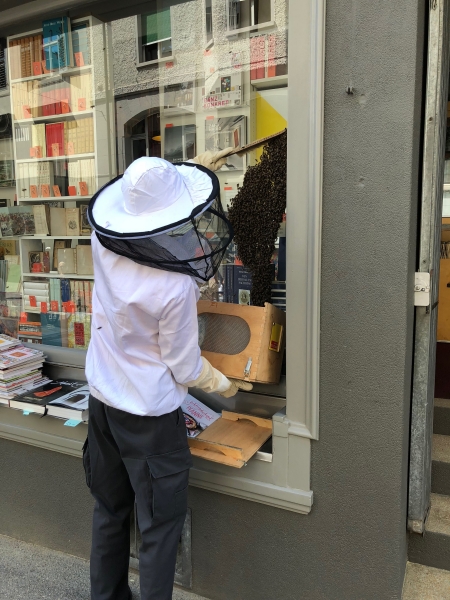 Bienenschwarm an der Magnihaldenstrasse