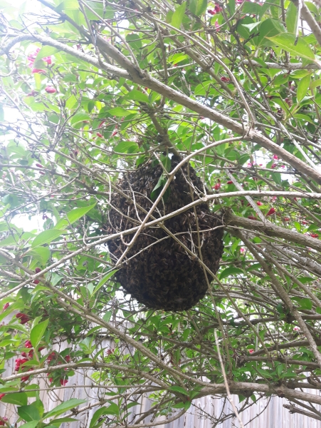 Symbolbild Bienenschwarm