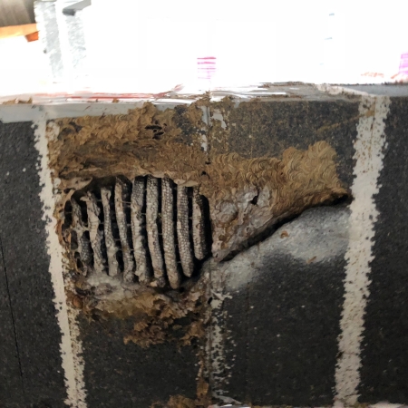 Symbolbild Wespeneinsatz