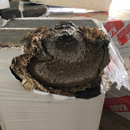 Einsatzbild eines Wespennests