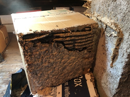 Symbolbild Wespeneinsatz