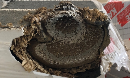 Symbolbild Wespeneinsatz