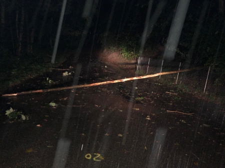 Umgestürzter Baum an der Wägenwaldstrasse