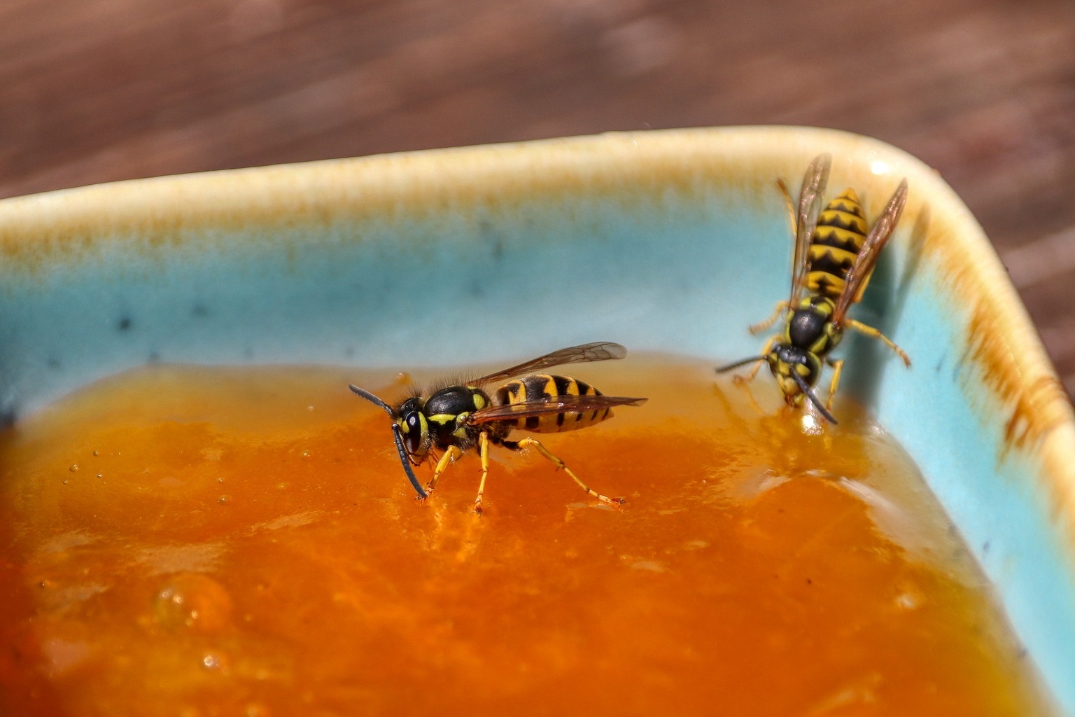 Bild von Wespen