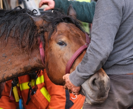 Bergung von Pferd "Cino"