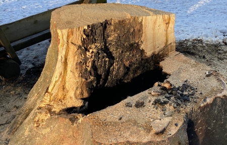 Bild vom gefällten Baum