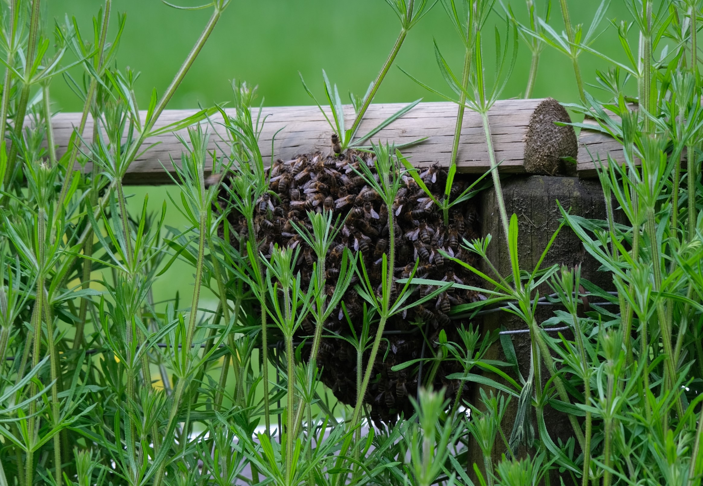Bienenschwarm an der Kräzernstrasse