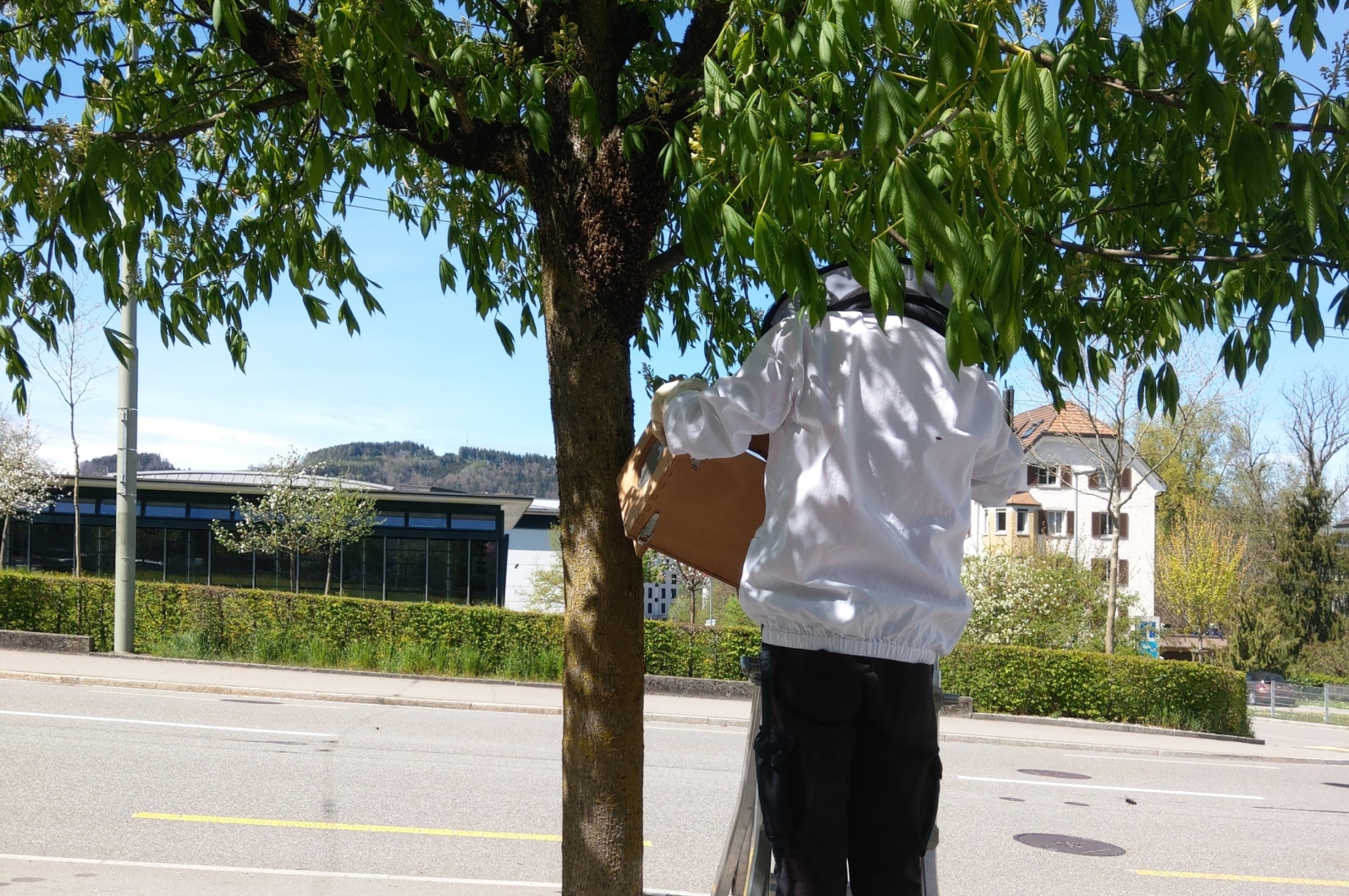 Bild vom Bienenschwarm