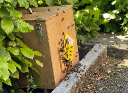 Symbolbild Bienenschwarm