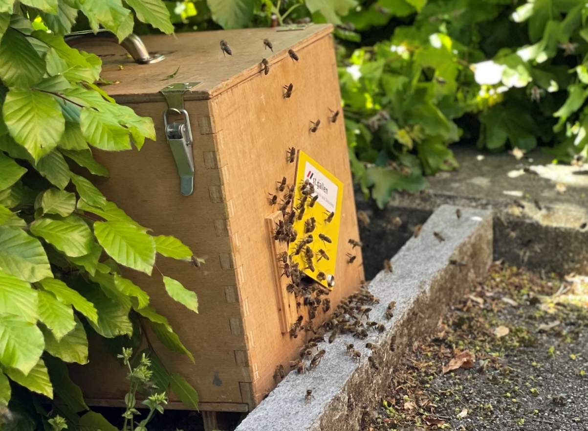 Symbolbild Bienenschwarm