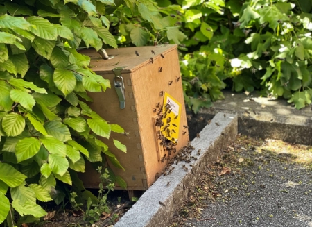 Symbolbild Bienenschwarm