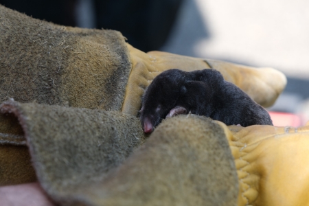 Bild vom geretteten Maulwurf