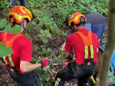 Pferd in Wassergraben